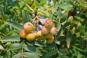 Jeřáb oskeruše (Sorbus domestica) – F. Neidl / Shutterstock