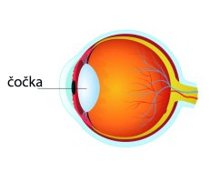 Anatomie oka s vyznačenou čočkou (lens) – FoxGrafy / Shutterstock