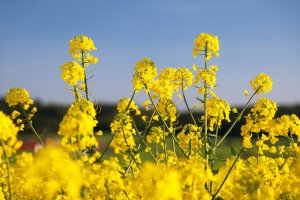 Detail kvetoucího pole řepky olejky (Brassica napus) – Daniel Prudek / Shutterstock
