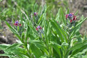 Užanka lékařská (Cynoglossum officinale) – Orest lyzhechka / Shutterstock