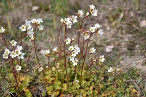 Lomikámen zrnatý (Saxifraga granulata) – Birgitta Kullman / Shutterstock