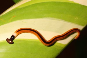 Ploštěnka skleníková (Bipalium kewense) – Pong Wira / Shutterstock