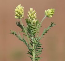 Vlnice chlupatá (Oxytropis pilosa) – Emilio100 / Shutterstock