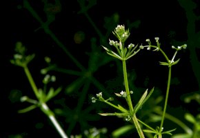 Svízel přítula (Galium aparine) – Volodymyr Nikitenko / Shutterstock