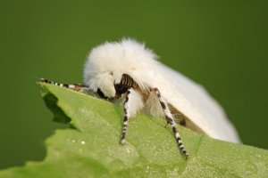 Přástevníček americký (Hyphantria cunea) – Yuangeng Zhang / Shutterstock