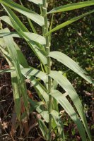 Trsť rákosovitá (Arundo donax) – Profimedia.cz