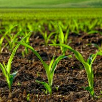 Mladá kukuřice – Smileus / Depositphotos