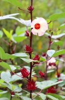 Ibišek súdánský (Hibiscus sabdariffa) – Passakorn Umpornmaha / Shutterstock
