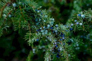 Jalovec obecný (Juniperus communis) – Kateryniuk / Shutterstock