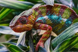Chameleon pardálí (Furcifer pardalis) používá změnu zbarvení k maskování i komunikaci – alfotokunst / Shutterstock