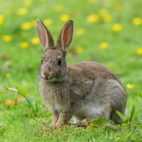 Králík divoký (Oryctolagus cuniculus) – Helen J Davies / Shutterstock