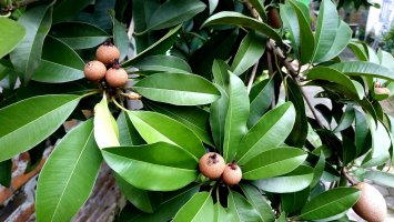 Sapodila (Achras sapota) – HariPrasetyo / Shutterstock