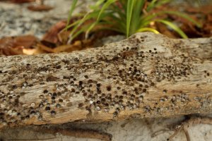 Dřevo poškozené šášeňí lodní (Teredo navalis) – Irina Nickolaeva / Shutterstock