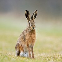 Zajíc polní (Lepus europeanus) – Matauw / Shutterstock