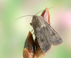 Osenice polní (Agrotis segetum) z rodu osenice – alslutsky / Shutterstock
