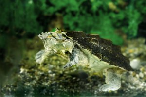 Matamata třásnitá (Chelus fimbriatus) – Artex67 / Shutterstock