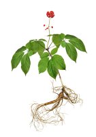 Ženšen pravý (Panax ginseng) – IgorCheri / Shutterstock