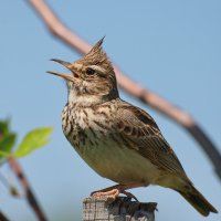 Chocholouš obecný (Galerida cristata) – xpixel / Shutterstock