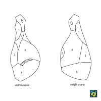 Dělení hovězí kýty: (1) kližka, (2) vrchní šál, (3) předkýtí (ořech), (4) spodní šál, (5) květová špička – CoJeCo.cz (CC BY-SA 4.0)