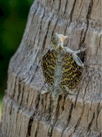 Dráček létavý (Draco volans) – Corina Sturm / Shutterstock