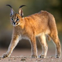 Karakal, rysec pustinný (Caracal caracal), Jižní Afrika – Stu Porter / Shutterstock
