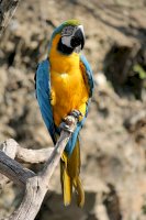 Ara ararauna – Dušan Smetana / Unsplash