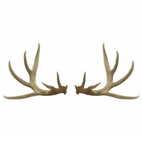 Jelení parohy – Mega Pixel / Shutterstock