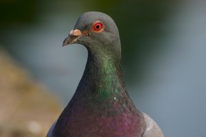 Výrazné ozobí nad zobákem holuba domácího (Columba livia f. domestica) – worker / Shutterstock