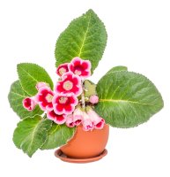 Gloxinie (Sinningia speciosa), varieta s růžově panašovanými květy – ncristian / Shutterstock