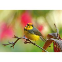 Lesňáček brýlový (Myioborus melanocephalus) – Ondrej Prosicky / Shutterstock