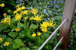 Kamzičník rakouský (Doronicum austriacum) – Beekeepx / Shutterstock