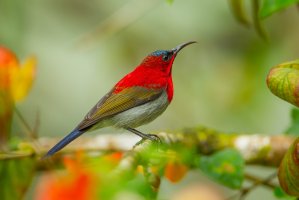 Strdimil karmínovoprsý (Aethopyga siparaja), horský národní park Khao Khitchakut, Thajsko – kajornyot wildlife photography / Shutterstock