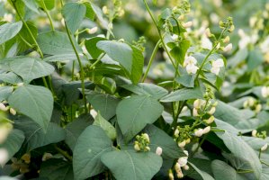 Fazol obecný (Phaseolus vulgaris) – Sashko Tkachenko / Shutterstock