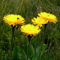 Náholník jednoúborný (Achyrophorus uniflorus) – Natalka De / Shutterstock