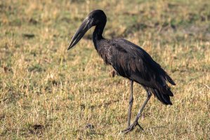 Zejozob africký (Anastomus lamelligerus) – Dietmar Rauscher / Shutterstock