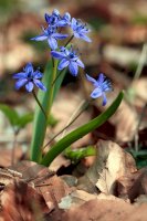 Ladoňka dvoulistá (Scilla bifolia) – Bildagentur Zoonar GmbH / Shutterstock