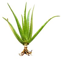 Aloe barbadensis Miller, rostlina s kořeny – Amam ka / Shutterstock