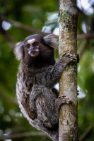 Kosman bělovousý (Callithrix jacchus) – Luis Felipe Zagatto / Shutterstock