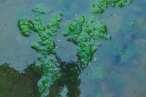 Vláknitá řasa rodu Pithophora, Indie – Utkashpratap8207 / Shutterstock