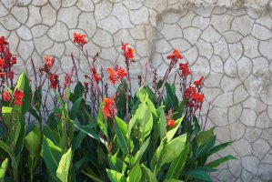 Červeně kvetoucí dosna indická (Canna indica) – Fo_De / Shutterstock