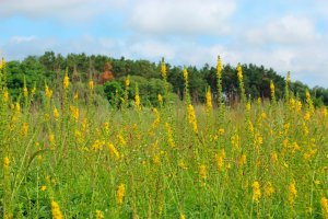 Řepík lékařský (Agrimonia eupatoria) – alexmak7 / Shutterstock