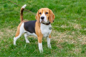 Beagle – kavalenkava / Shutterstock