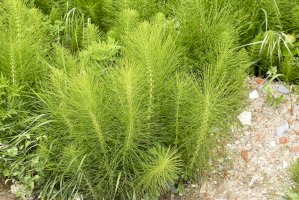 Přeslička rolní (Equisetum arvense) – LEONARDO VITI / Shutterstock