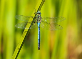 Šídlo královské (Anax imperator), vážka – Helen J Davies / Shutterstock