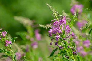 Vrbovka úzkolistá (Epilobium angustifolium) – Cyrustr / Shutterstock