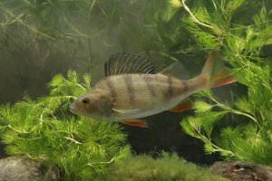 Okoun říční (Perca fluviatilis) – Erni / Shutterstock