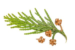 Cypřišek Lawsonův (Chamaecyparis lawsoniana) – Ihor Hvozdetskyi / Shutterstock