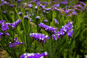 Limonka chobotnatá (Limonium sinuatum) – CuteIdeas / Shutterstock
