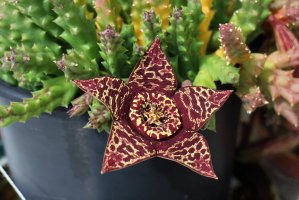 Smrdutka pestrá (Stapelia variegata) – Chiara V / Shutterstock