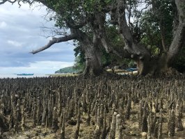 Kuželovník bílý (Sonneratia alba), v popředí vzdušné kořeny – Charlie_Palmares / Shutterstock